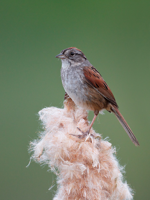 Swamp Sparrow