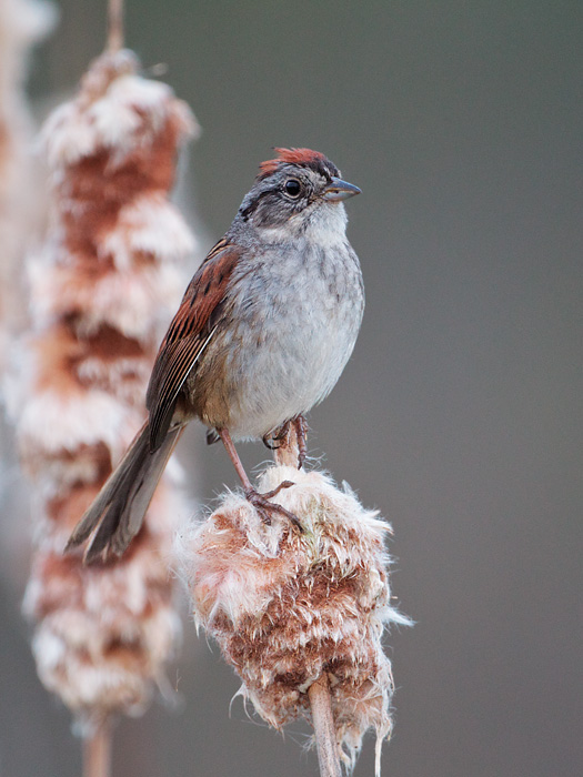 Swamp Sparrow