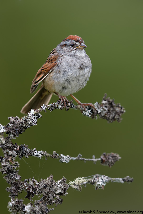 Swamp Sparrow