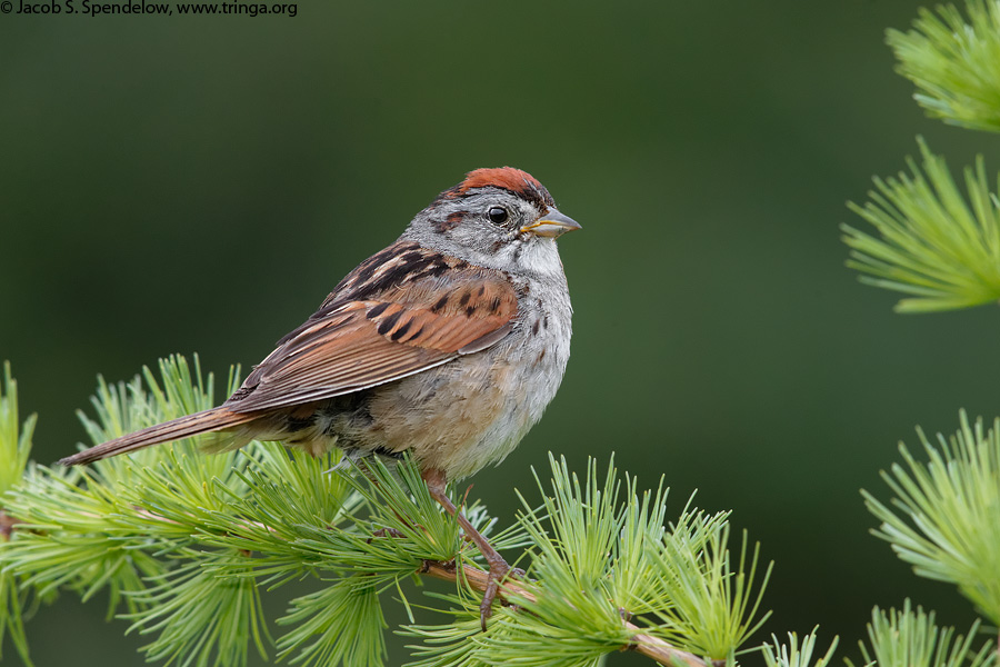 Swamp Sparrow