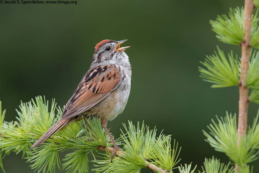 Swamp Sparrow