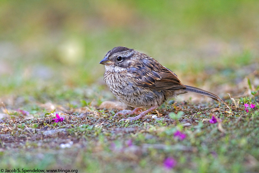 Rufous-collared Sparrow