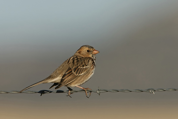 Harris's Sparrow