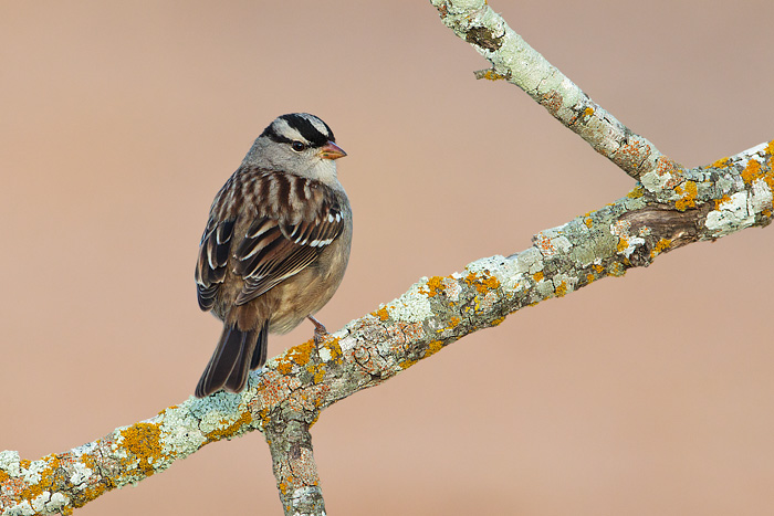 White-crowned Sparrow