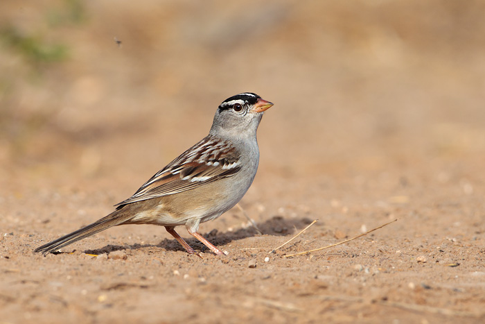 White-crowned Sparrow