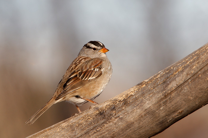 White-crowned Sparrow