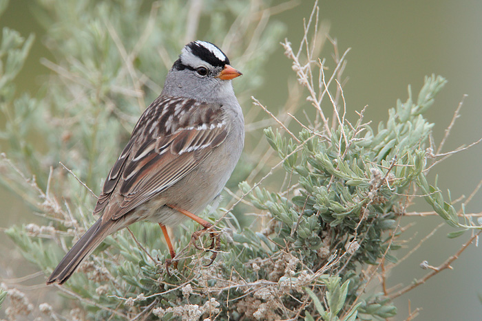 White-crowned Sparrow