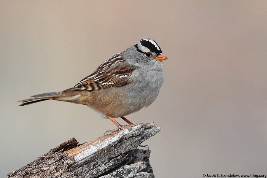 White-crowned Sparrow