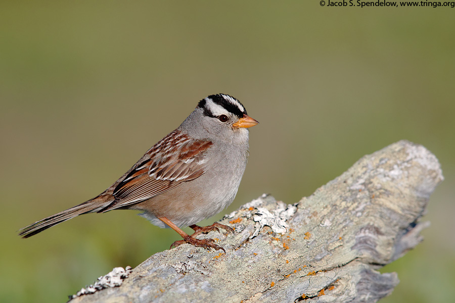 White-crowned Sparrow