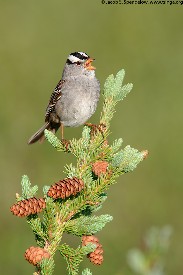 White-crowned Sparrow