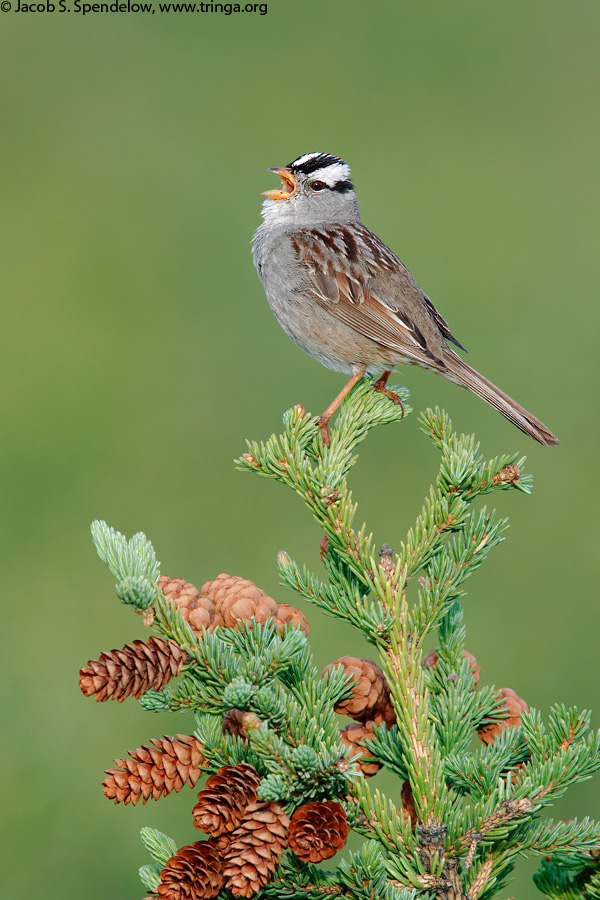 White-crowned Sparrow