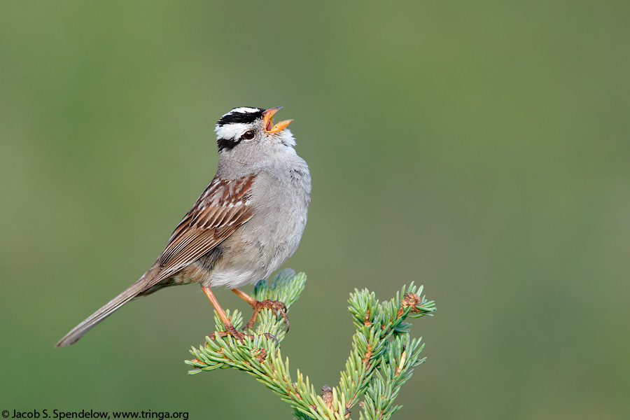 White-crowned Sparrow