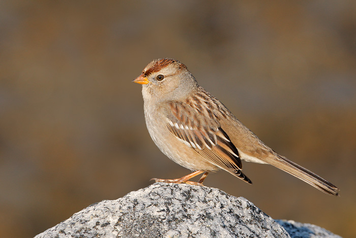 White-crowned Sparrow