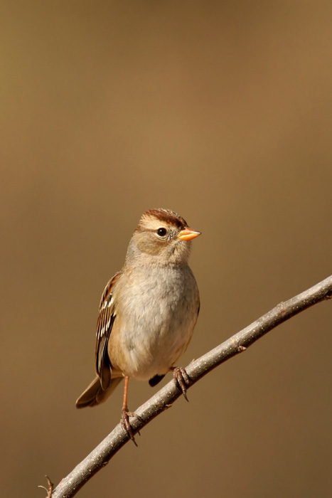 White-crowned Sparrow