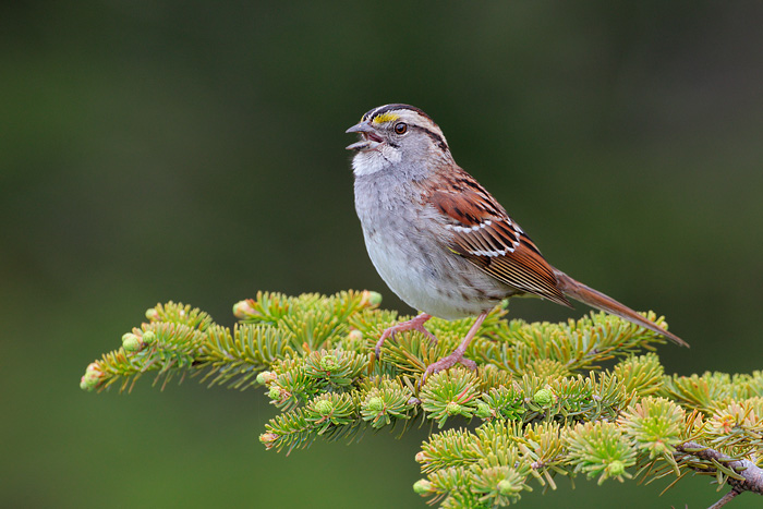 White-throated Sparrow