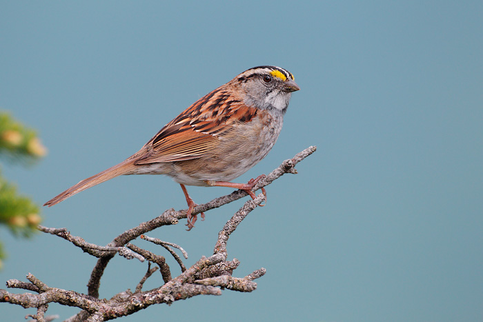 White-throated Sparrow