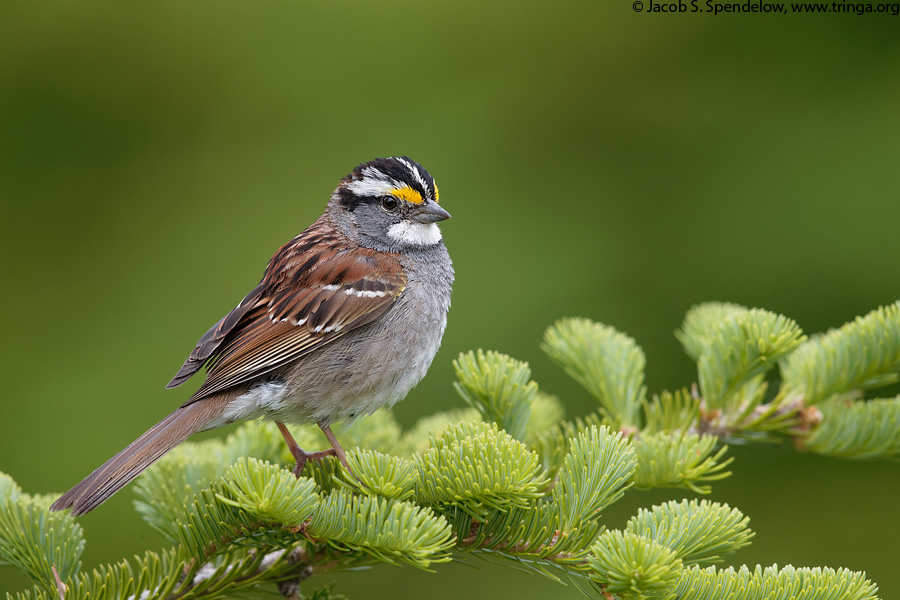 White-throated Sparrow