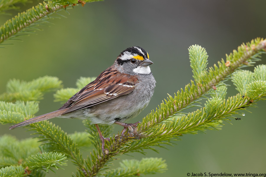 White-throated Sparrow