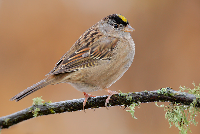 Golden-crowned Sparrow