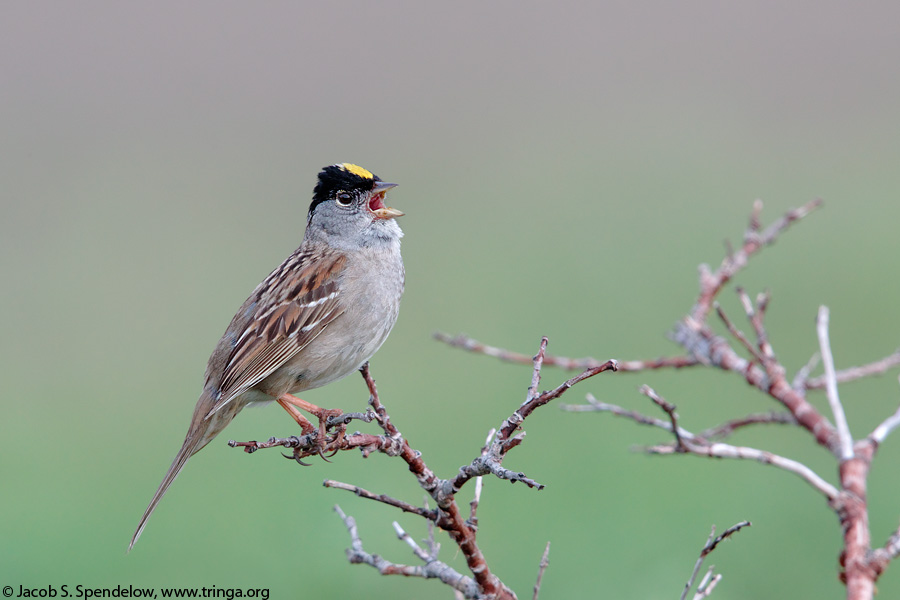 Golden-crowned Sparrow