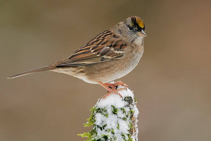 Golden-crowned Sparrow