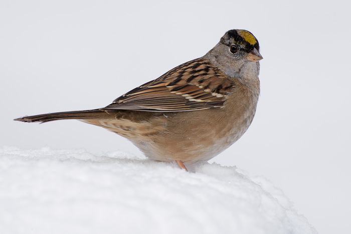 Golden-crowned Sparrow