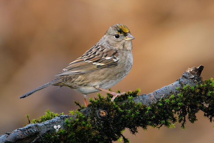 Golden-crowned Sparrow