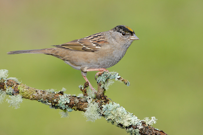 Golden-crowned Sparrow