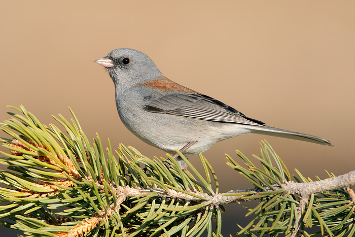 Dark-eyed Junco (Gray-headed Junco)