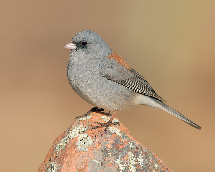 Dark-eyed Junco (Gray-headed Junco)