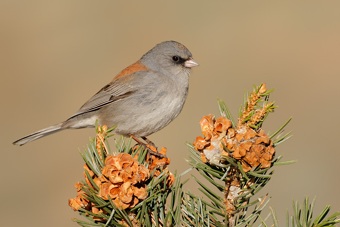 Dark-eyed Junco (Gray-headed Junco)