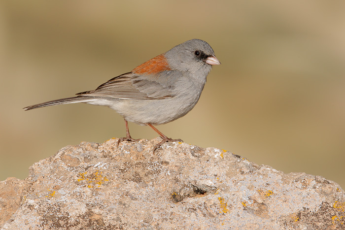 Dark-eyed Junco (Gray-headed Junco)