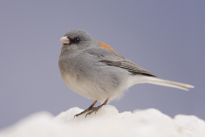 Dark-eyed Junco (Gray-headed Junco)