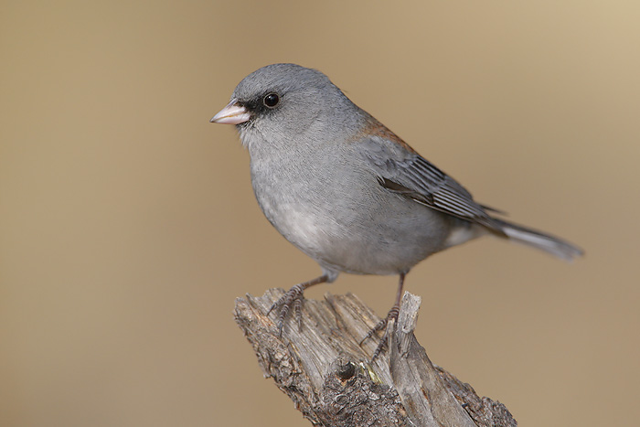 Dark-eyed Junco (Gray-headed Junco)