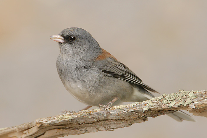 Dark-eyed Junco (Gray-headed Junco)