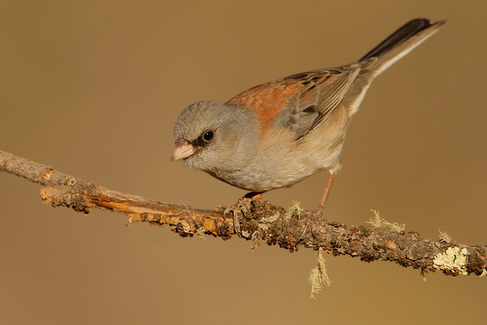 Dark-eyed Junco (Gray-headed Junco)