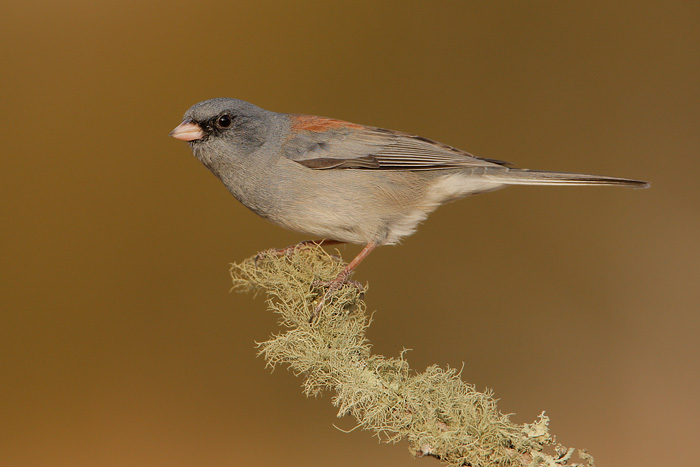 Dark-eyed Junco (Gray-headed Junco)