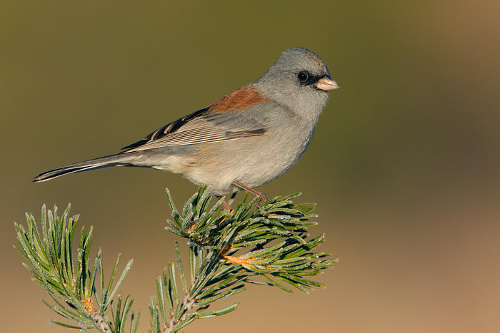 Dark-eyed Junco (Gray-headed Junco)