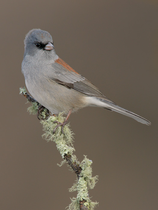 Dark-eyed Junco (Gray-headed Junco)