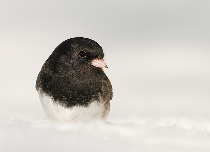 Dark-eyed Junco (Oregon Junco)