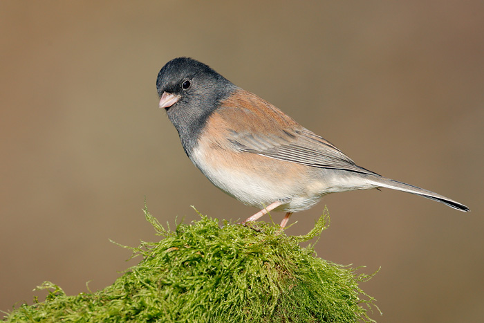 Dark-eyed Junco (Oregon Junco)