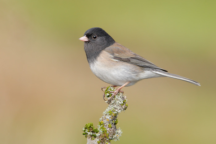 Dark-eyed Junco (Oregon Junco)