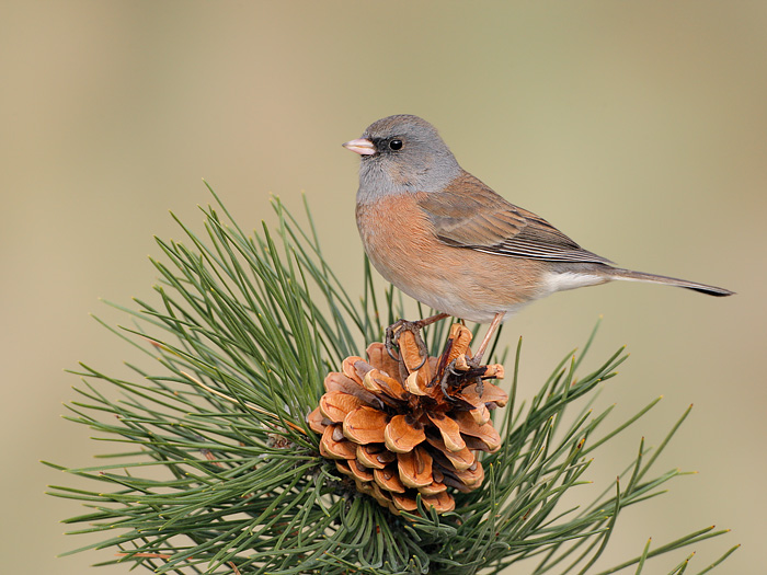 Dark-eyed Junco (Pink-sided Junco)