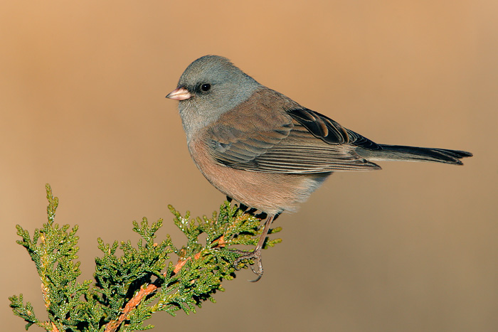 Dark-eyed Junco (Pink-sided Junco)