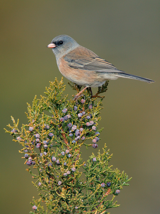 Dark-eyed Junco (Pink-sided Junco)