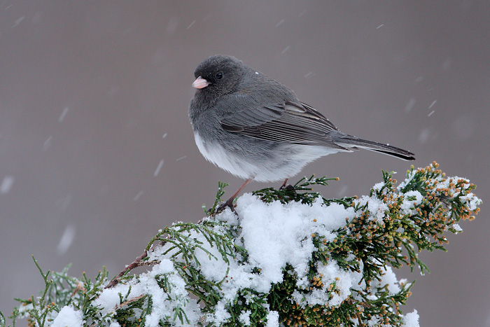 Dark-eyed Junco (Slate-colored Junco)