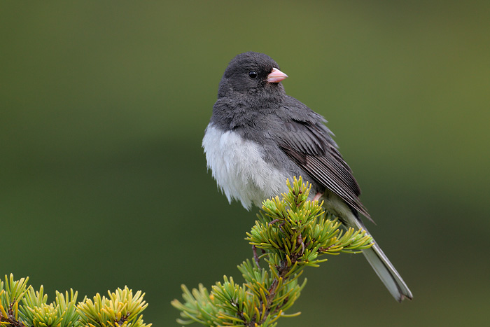 Dark-eyed Junco (Slate-colored Junco)