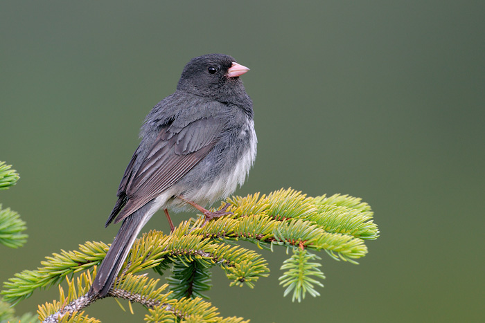 Dark-eyed Junco (Slate-colored Junco)