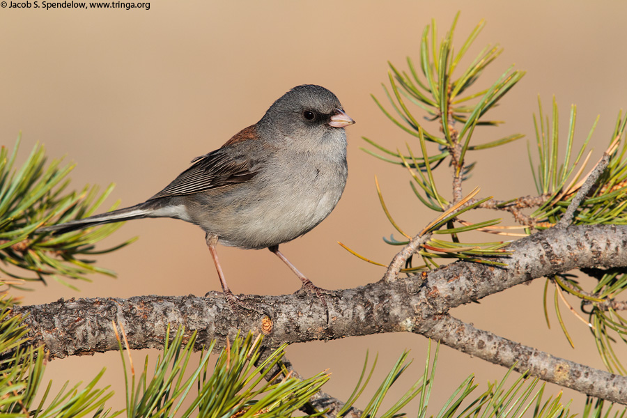 Dark-eyed Junco (Gray-headed Junco)