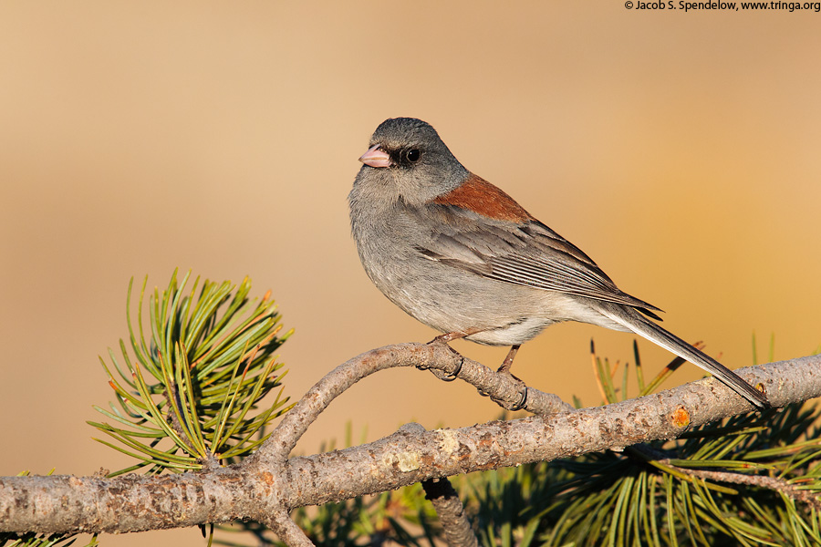 Dark-eyed Junco (Gray-headed Junco)